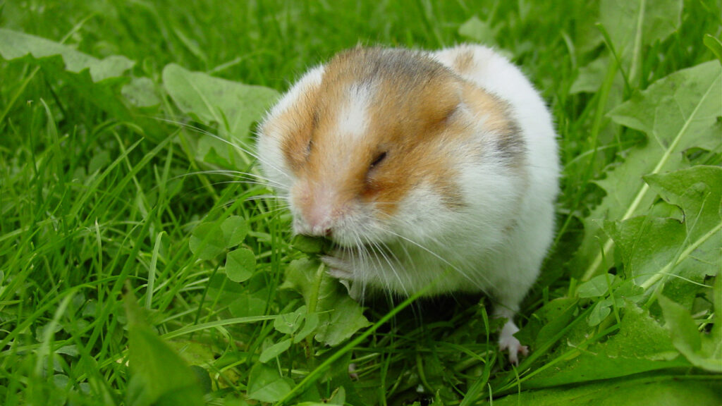 Alimentos para Otras Mascotas