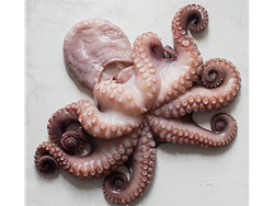 Pulpo (origen chile)