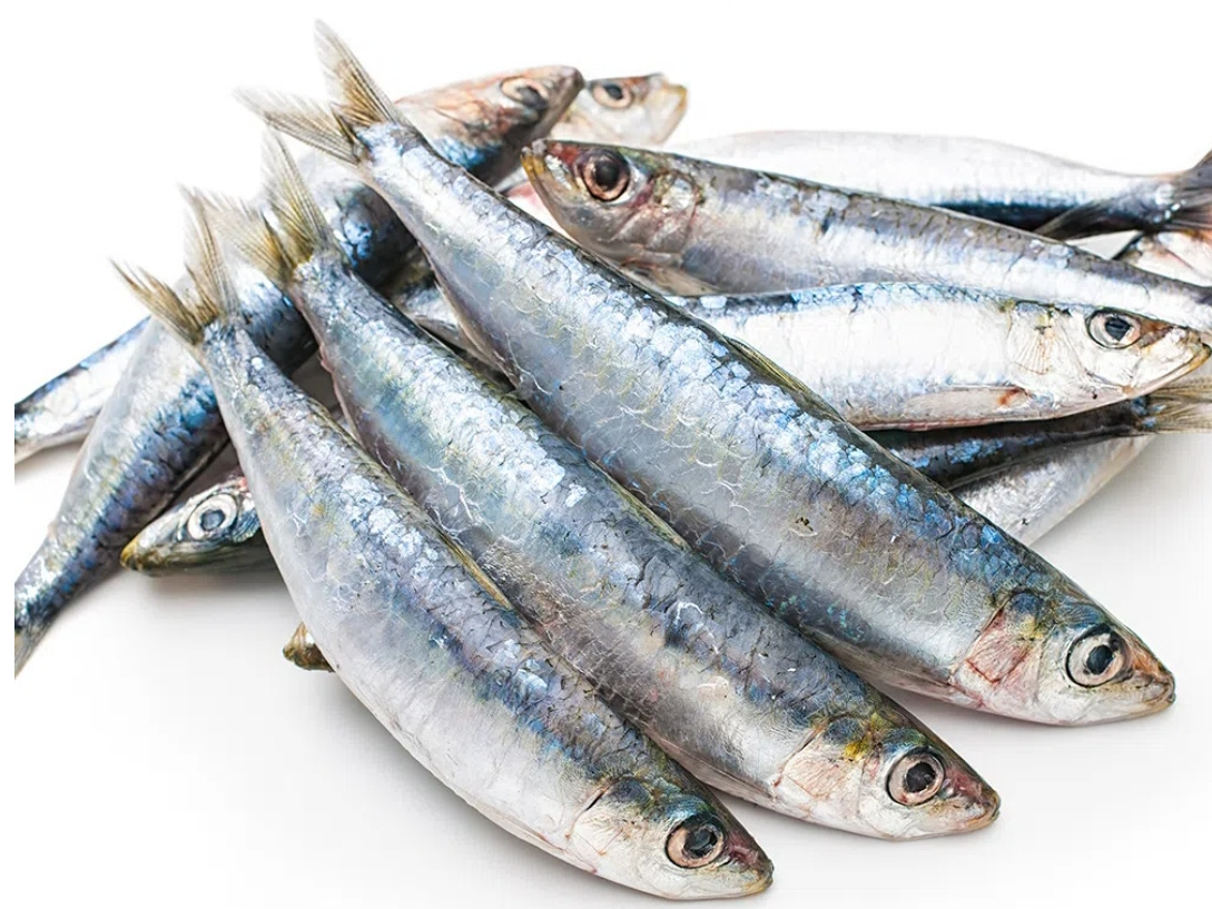 Sardinas españolas