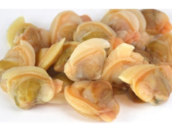 Almeja chilena (taquilla)