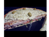 LomiPizza