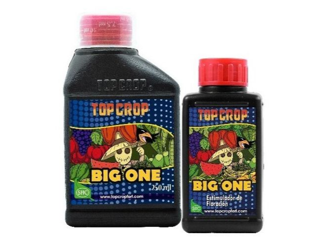 Top Crop Big One