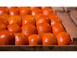 mandarina dancing