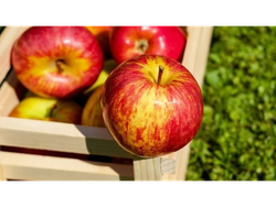 manzana comercial
