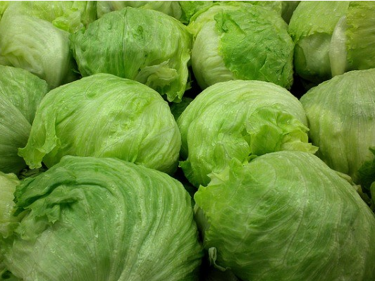 Lechuga Repollada