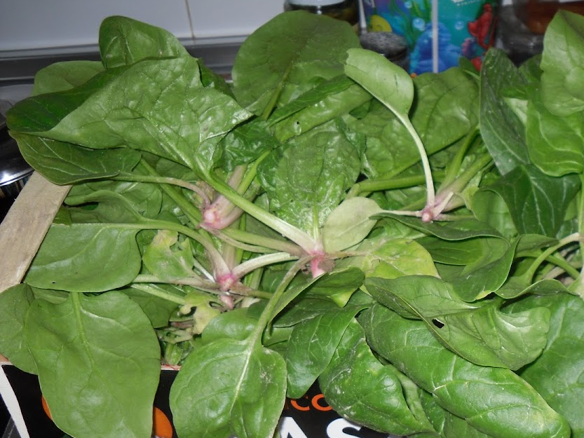 Espinaca de Invierno