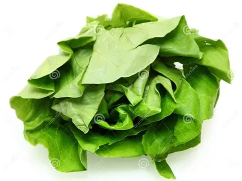 Lechuga Manteca