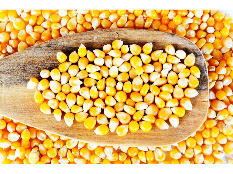 Maiz Pisingallo Reventón a GRANEL (Yin Yang)