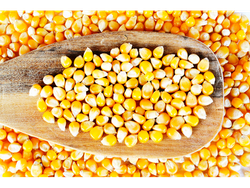 Maiz Pisingallo Reventón a GRANEL (Yin Yang)