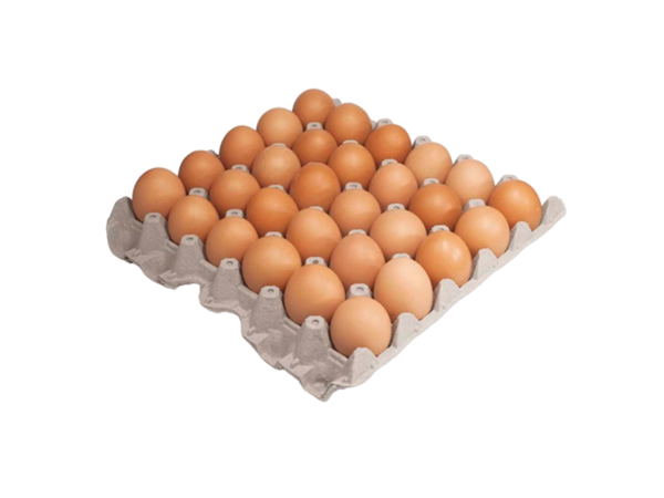 Maple Huevos Medianos Color