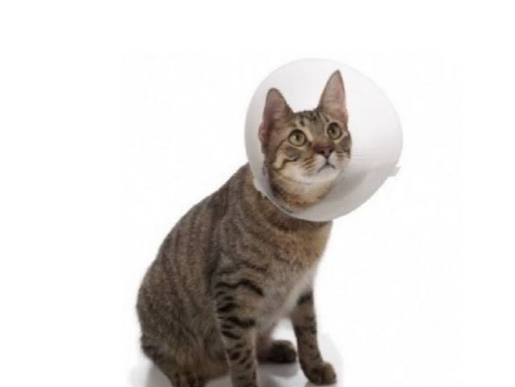 Collar isaberino