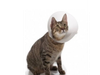 Collar isaberino
