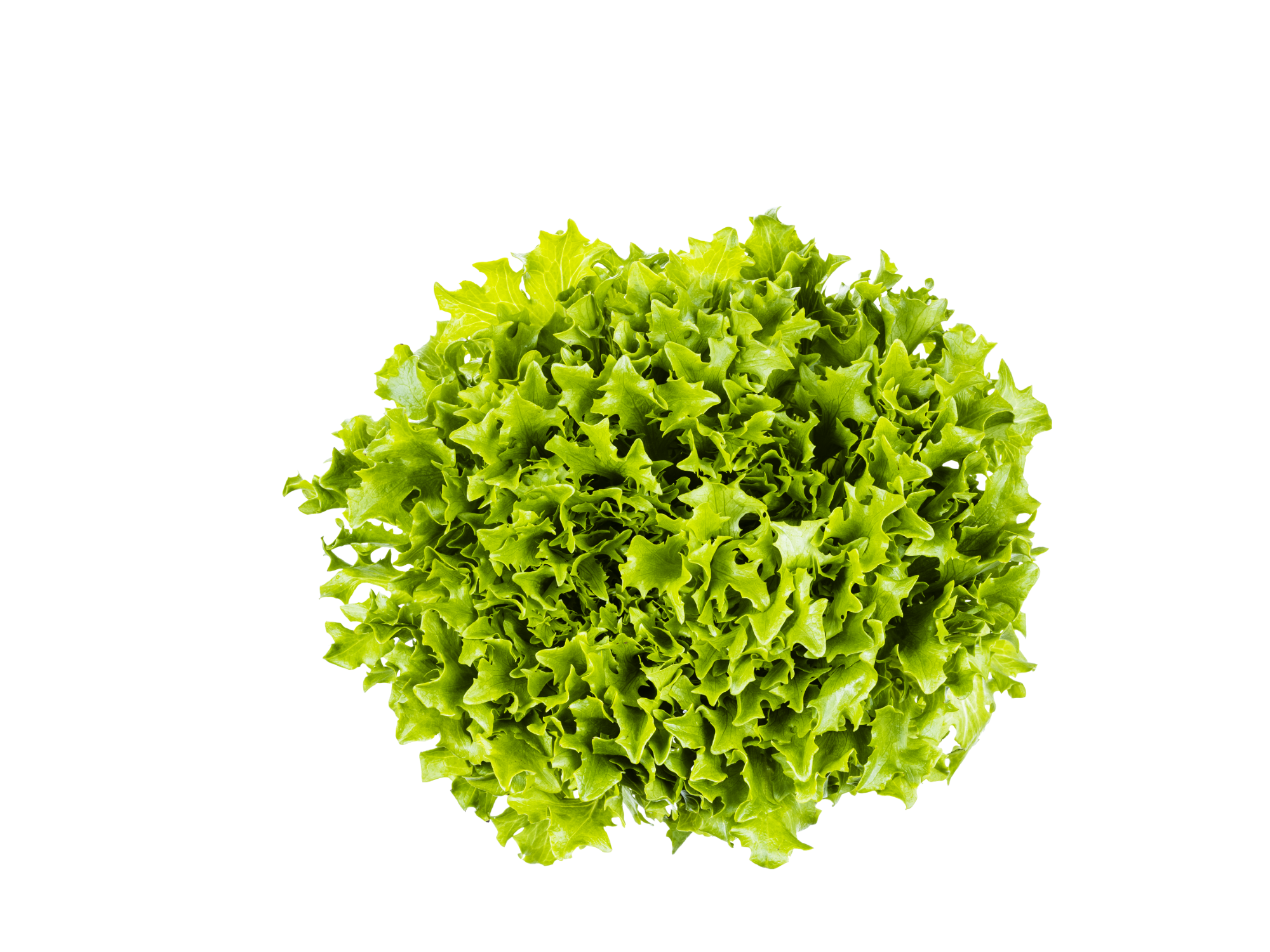 LECHUGA