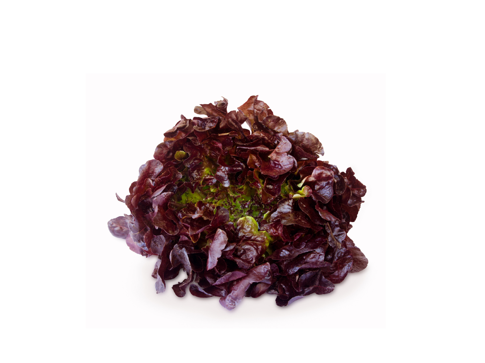 LECHUGA MORADA