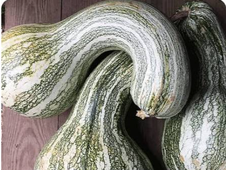 Calabaza