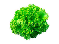 Lechuga Crespa