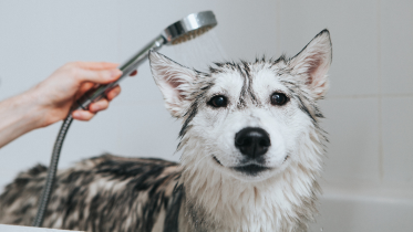 Shampoo's y lociones