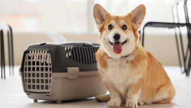 Mochilas y transportadoras