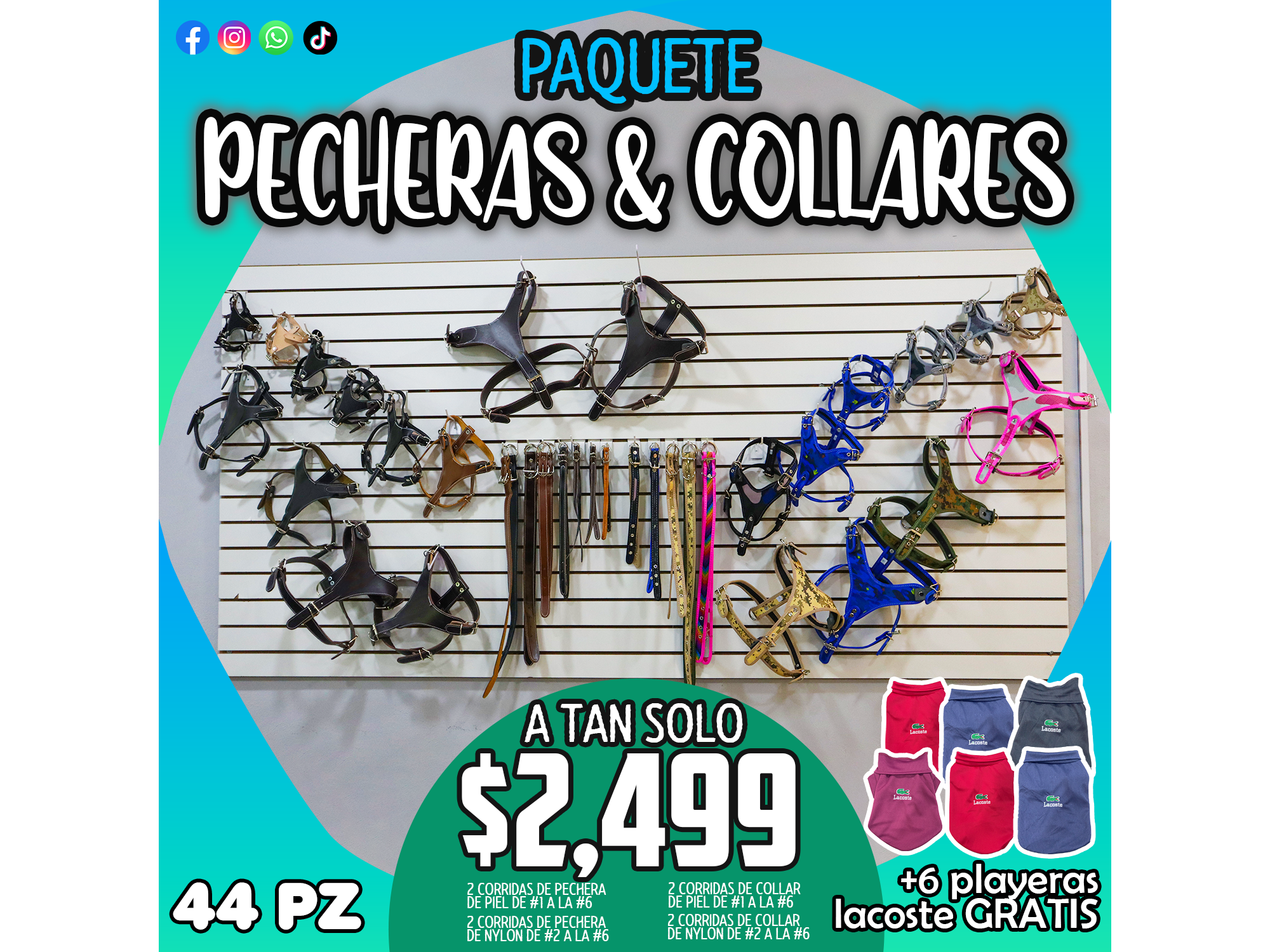 PAQUETE DE PECHERAS Y COLLARES - 44 PZ + 6 PLAYERAS LACOSTE GRATIS