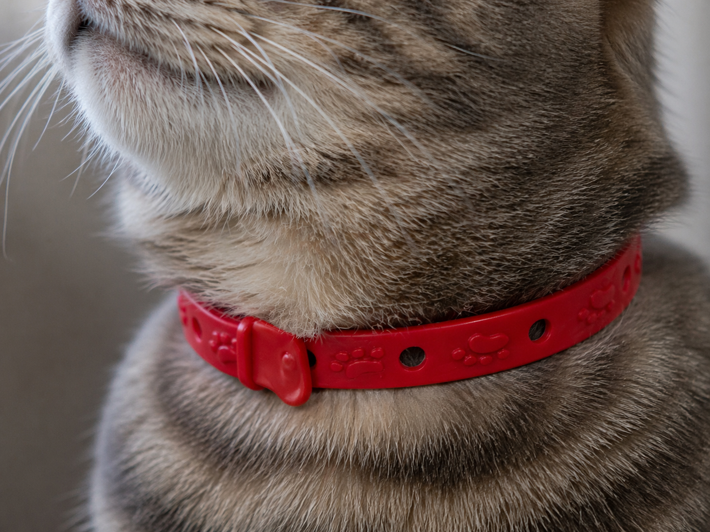 COLLAR ANTIPULGAS PARA GATO
