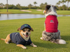 Corrida playeras lacoste 7 pz