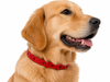 COLLAR ANTIPULGAS PARA PERRO