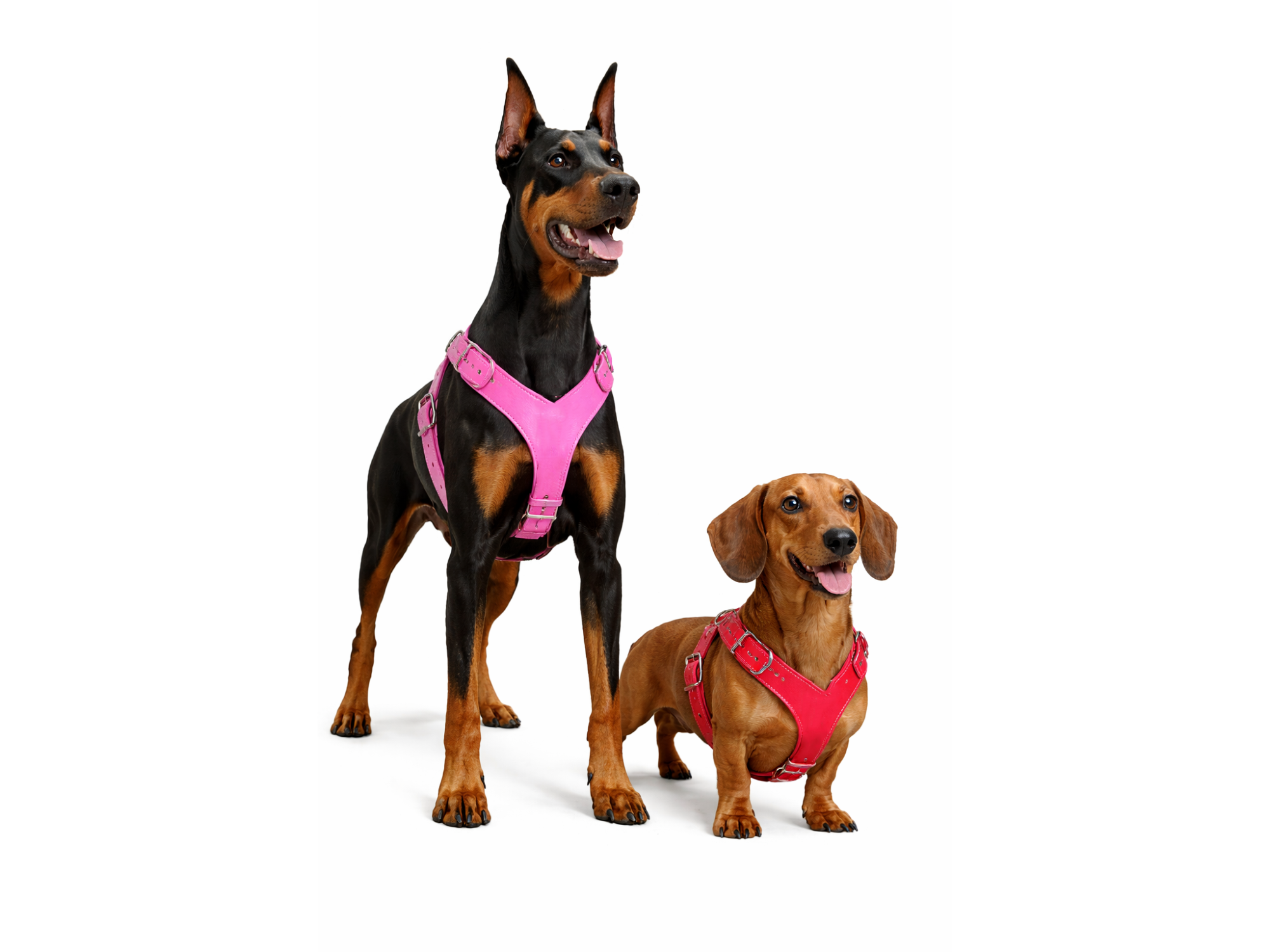 PECHERA DE PIEL DE COLORES