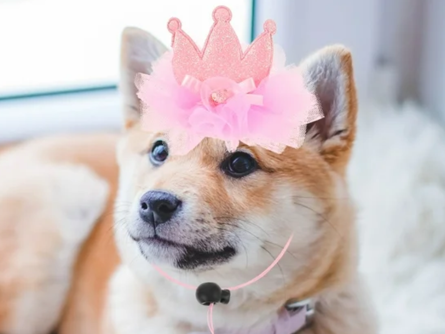 CORONA PARA PERRO O GATO FIESTA - 27638