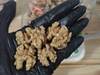 Nueces extra Light