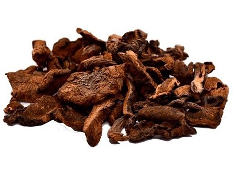 Hongos de Pino