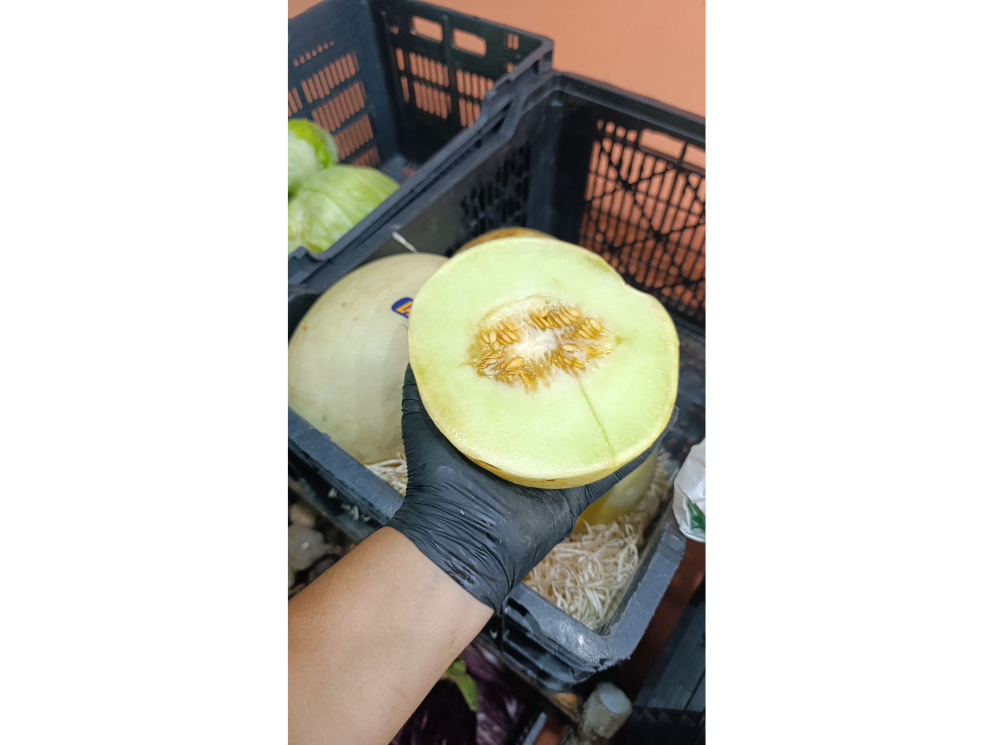 Melon