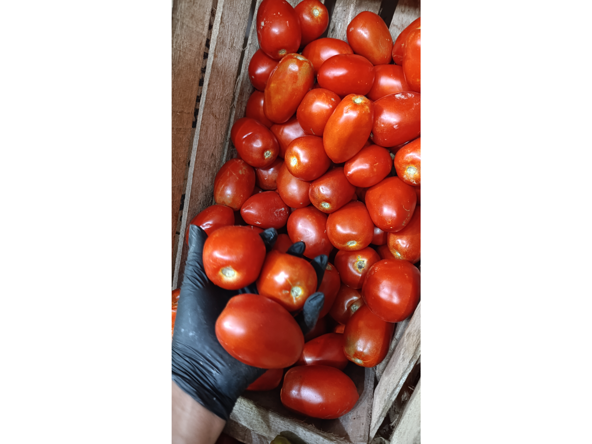 Tomate Perita Grande