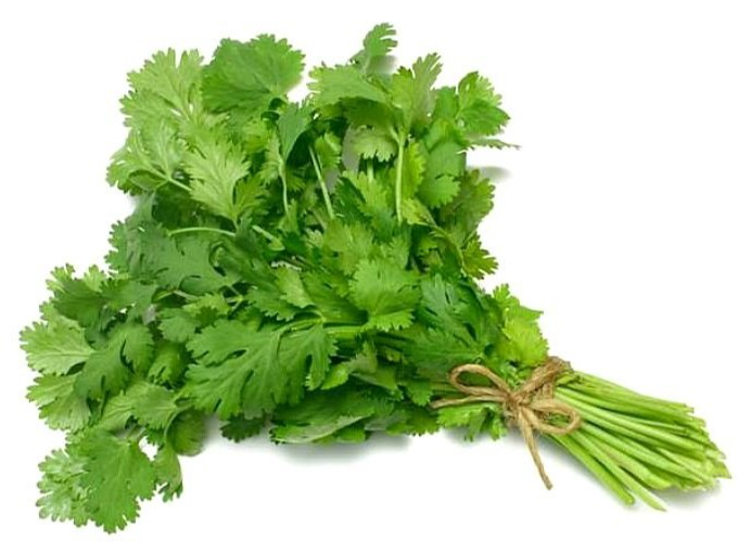 Cilantro x 1u