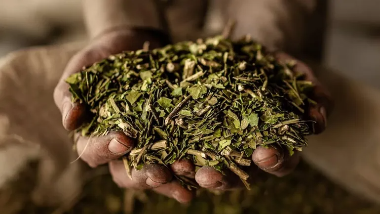 YERBAS
