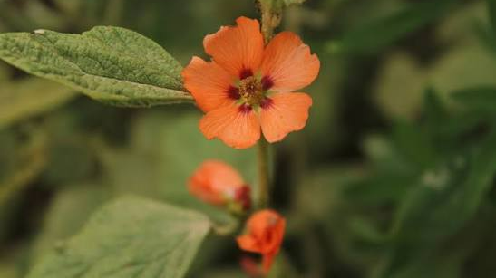 Plantas Nativas