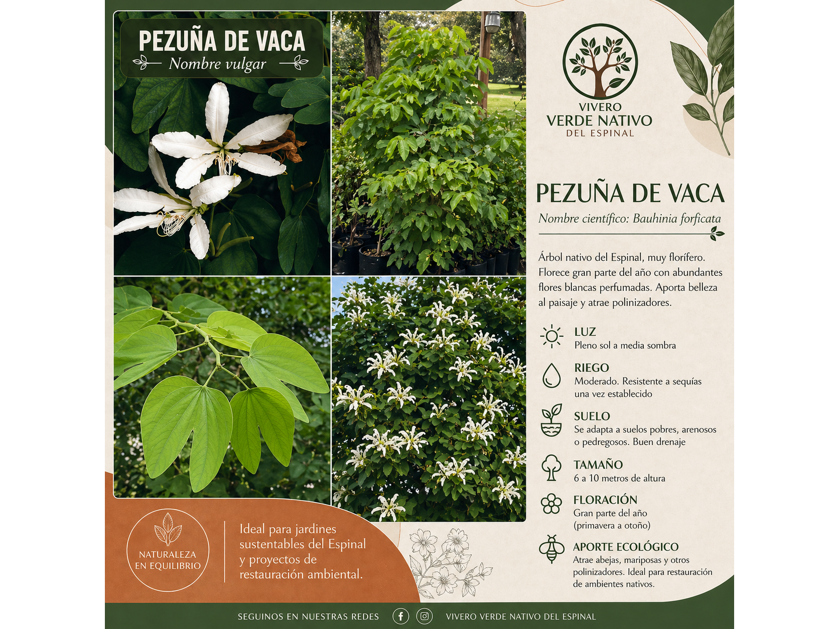 Pezuña de Vaca