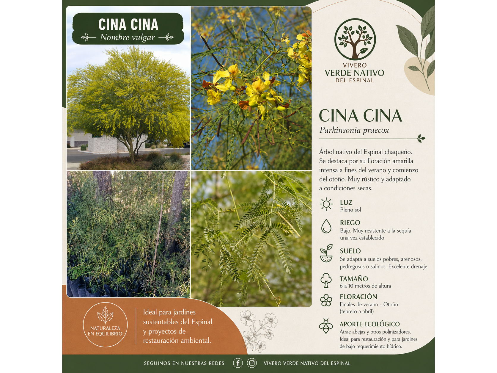 Cina Cina