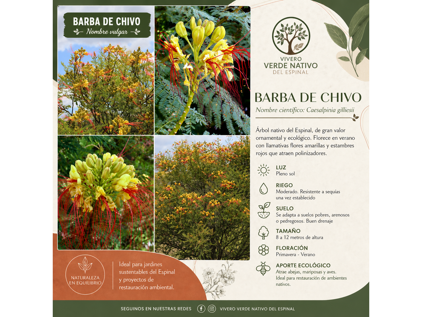 Barba de Chivo