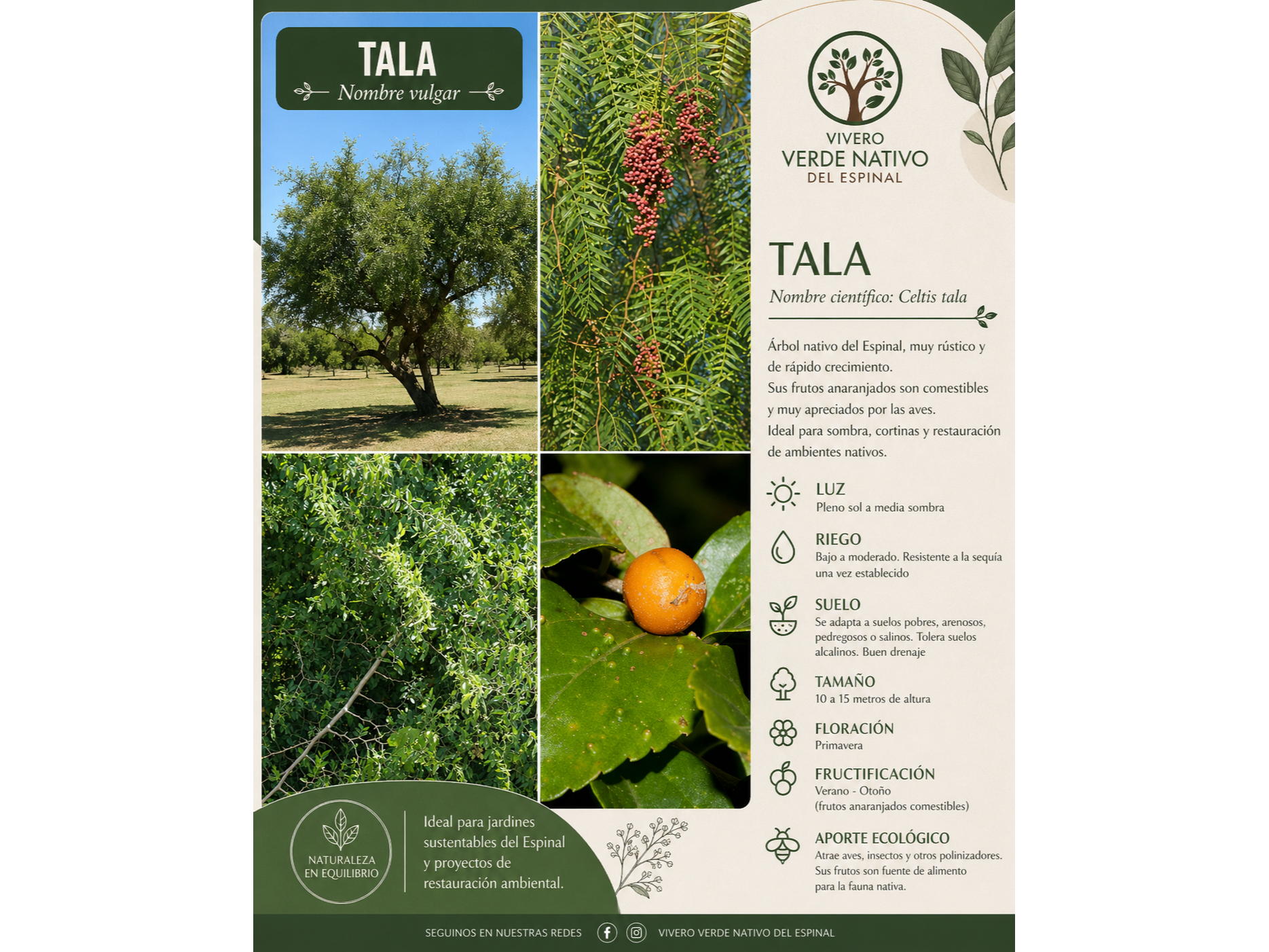 Tala