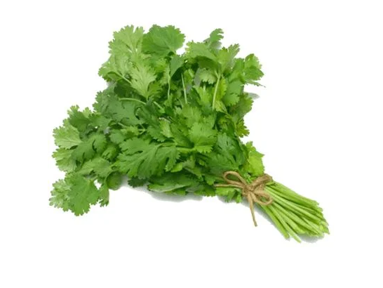 CILANTRO