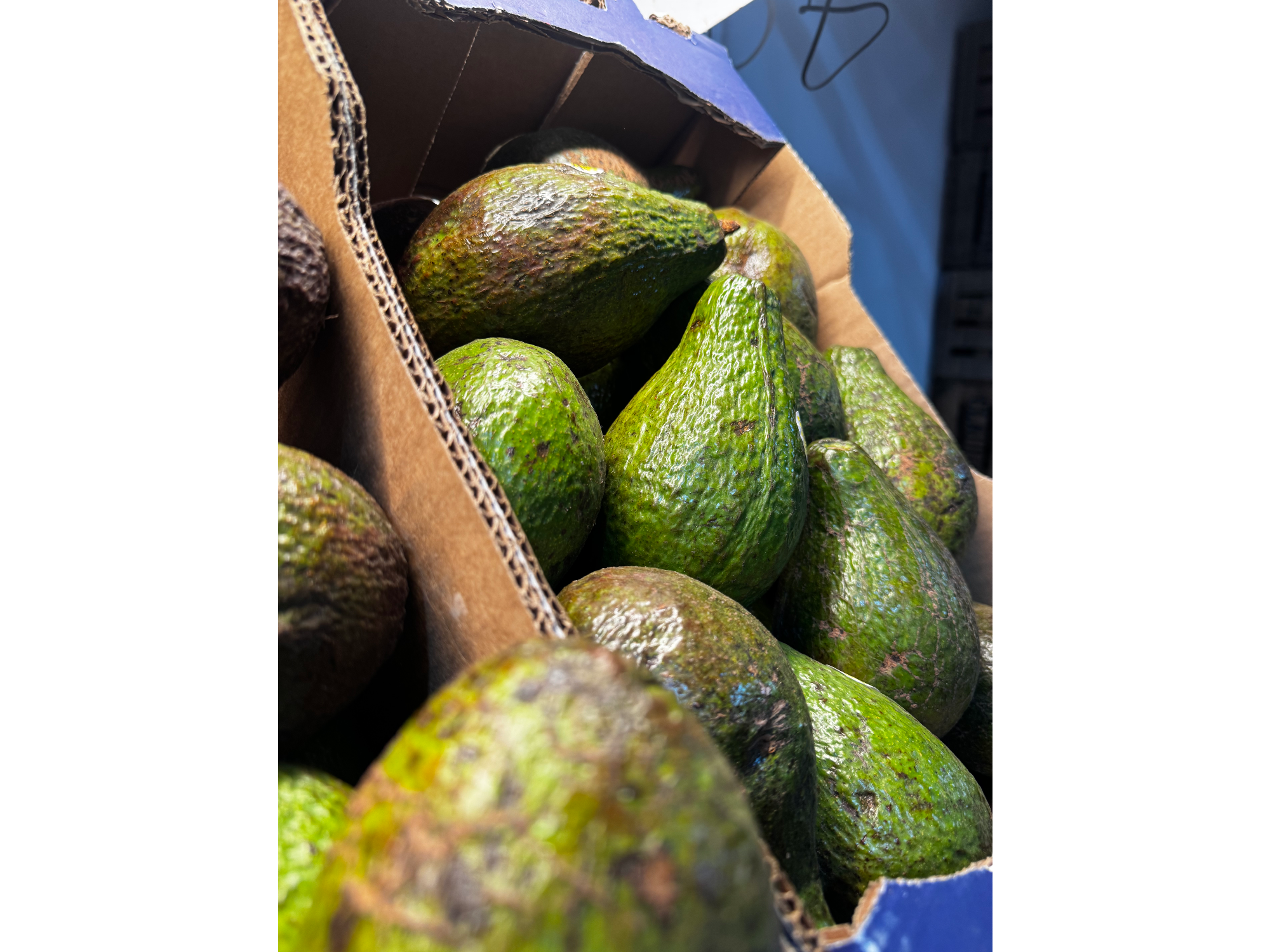 palta nacional