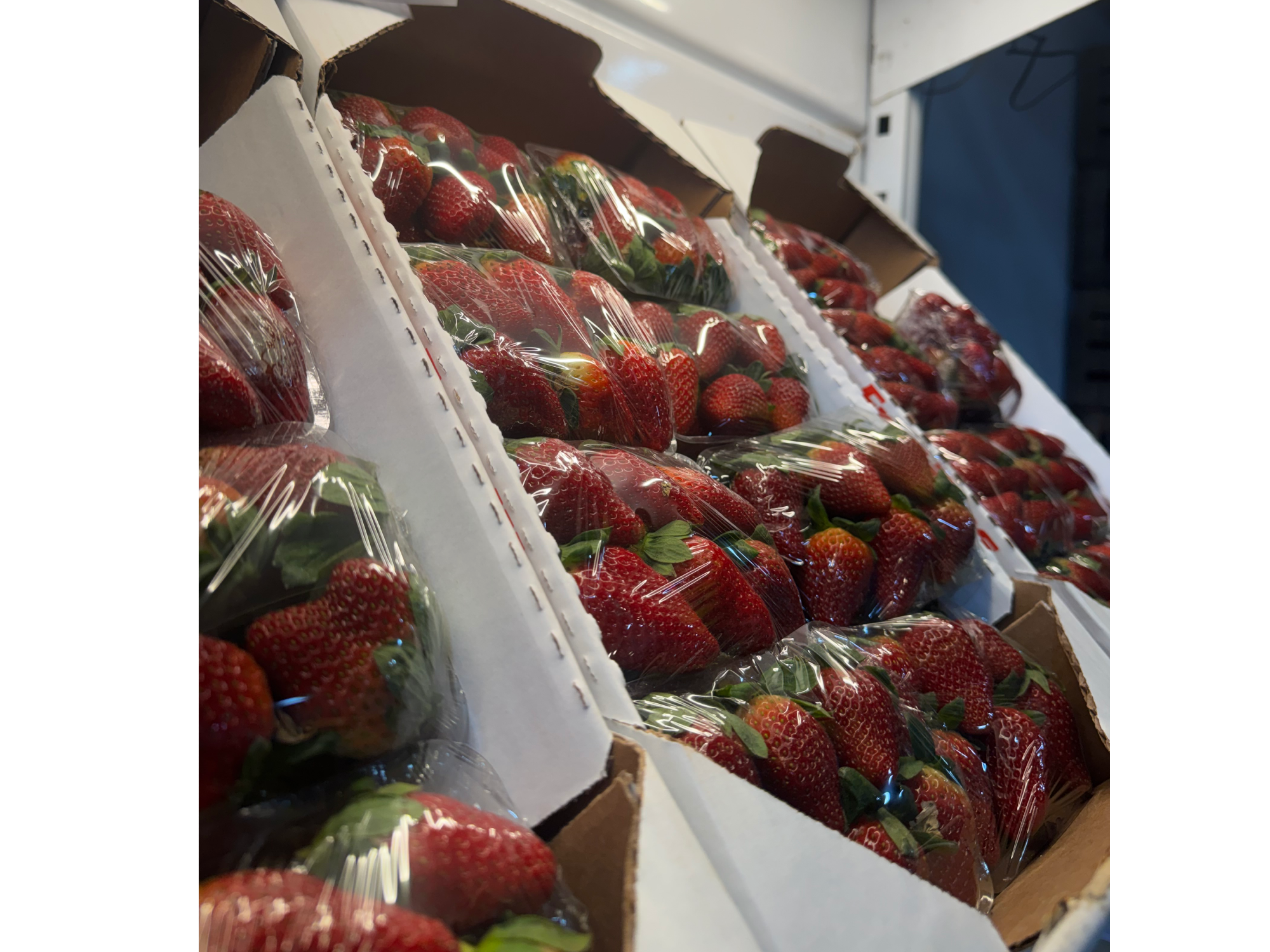 frutilla