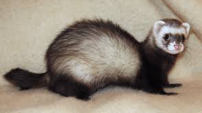 Animales por pedido