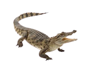 Cocodrilo Moreletti