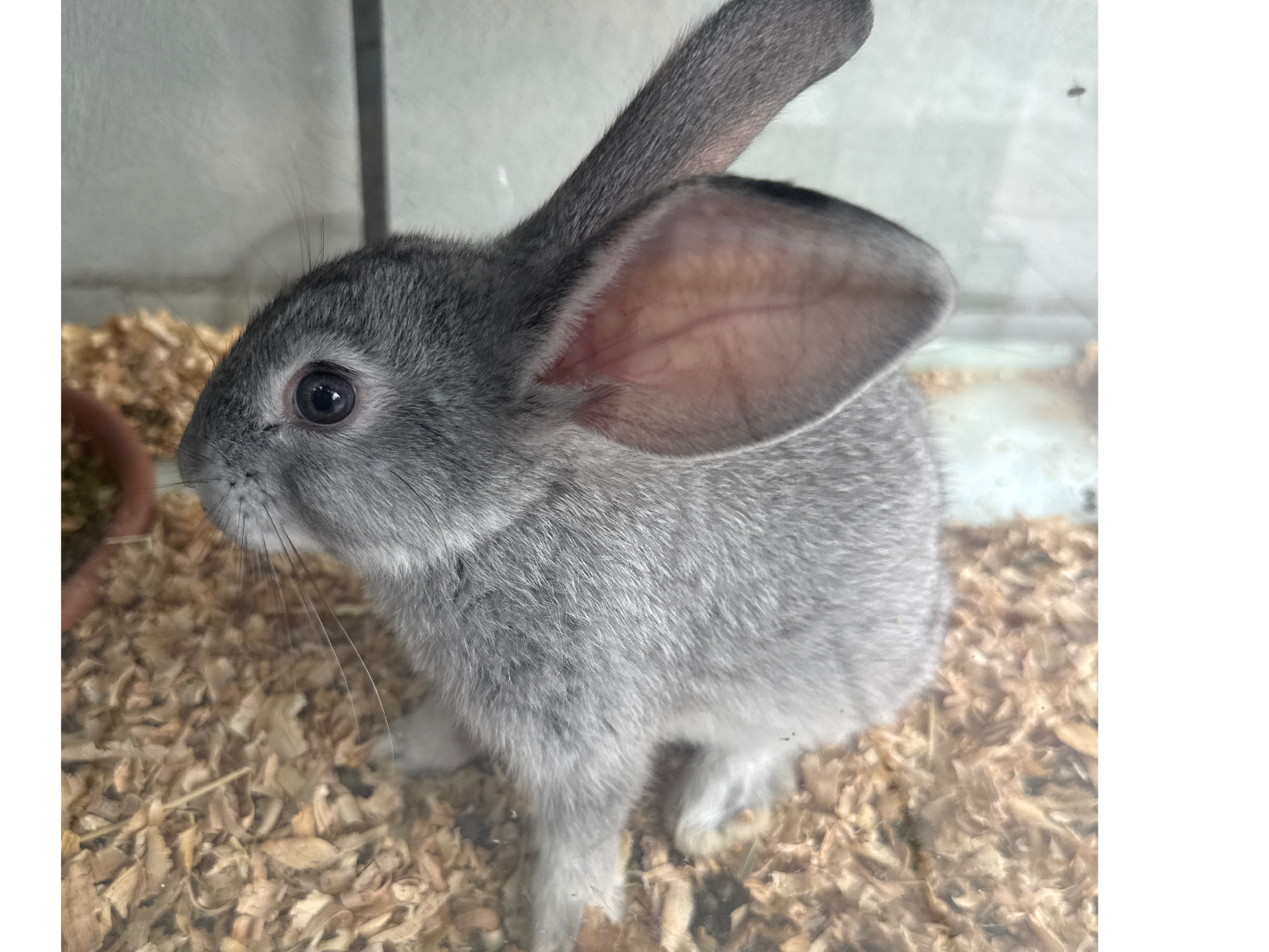 Conejo Cruza de Gigante 2 Meses