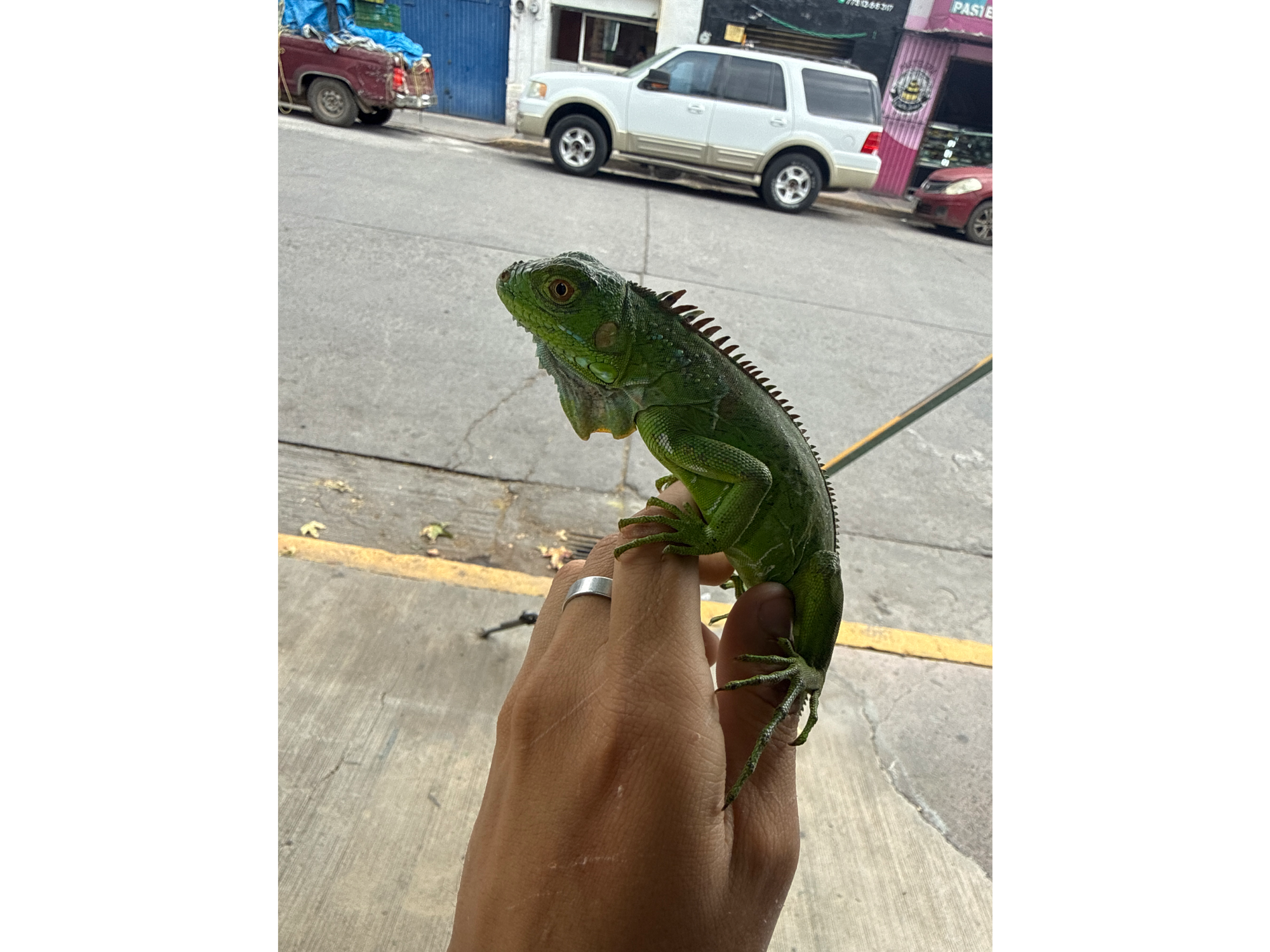 Iguana Verde