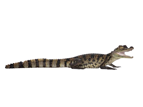 Caiman de anteojos