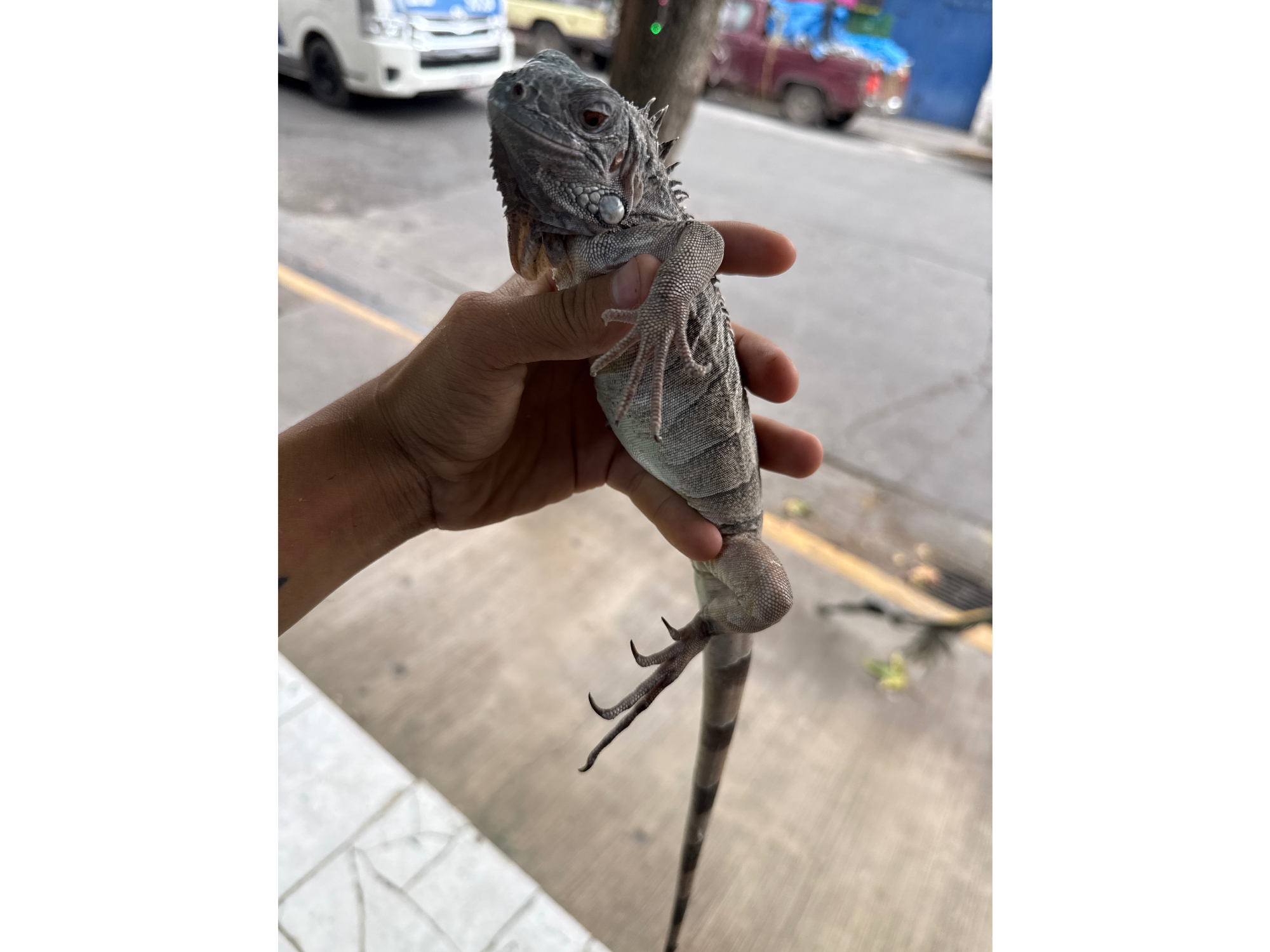 Iguana roja vientre azul