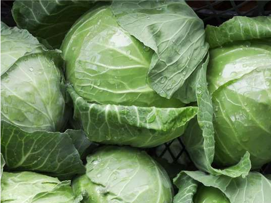 Repollo blanco