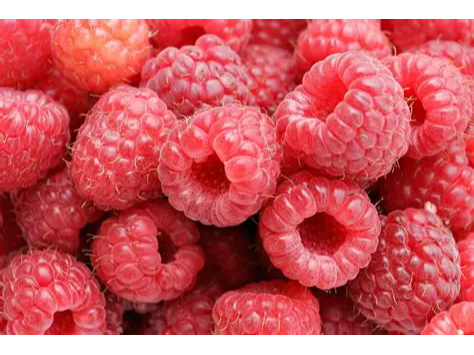 2.5 kg frambuesa
